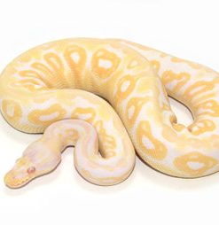 Baby Albino Ball Python For Sale