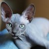 Sphynx Kitten For Sale