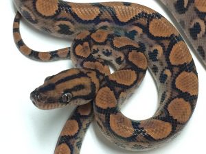 Baby Brazilian Rainbow Boa For Sale