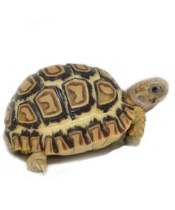 Leopard Tortoise for Sale