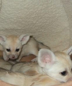 Fennec Fox For Sale