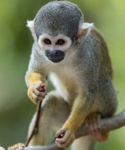 Buy Squirrel Monkey