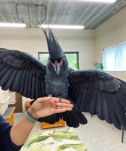 Black Palm Cockatoo for sale