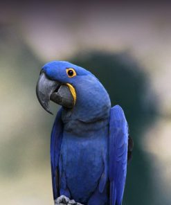 Hyacinth Macaw For Sale