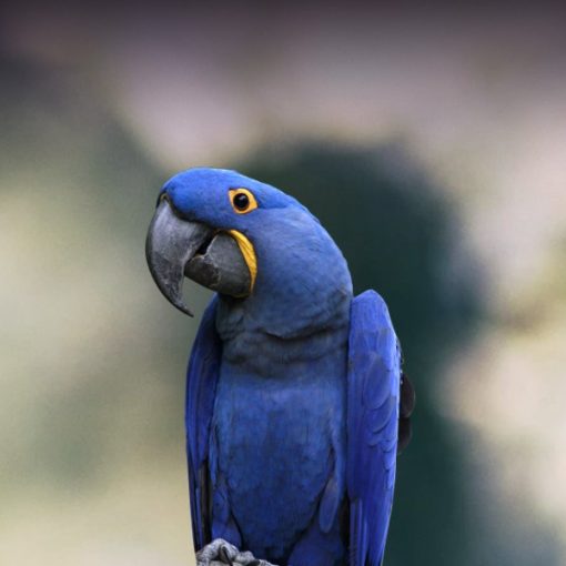 Hyacinth Macaw For Sale