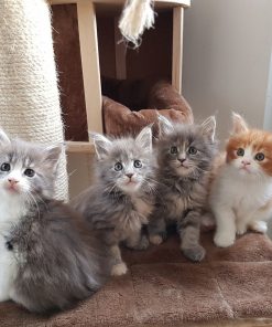 Maine Coon cat for sale