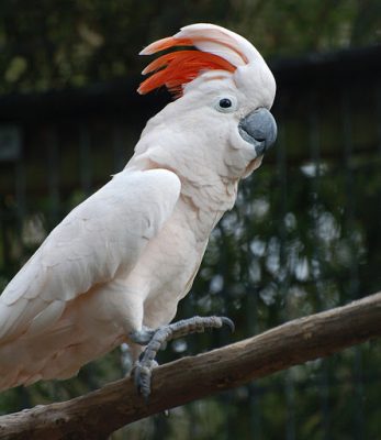 Moluccan cockatoo For Sale