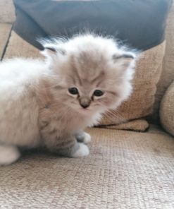 Ragamuffin cat for sale