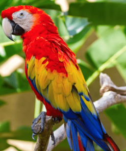 Scarlet Macaw For Sale