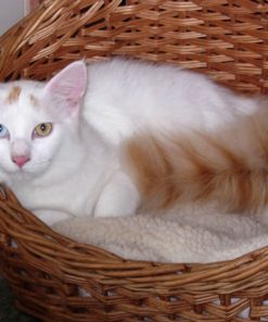 Turkish Van cat for sale