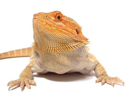 Buy Bearded Dragons