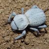 Desert Ironclad Beetle for sale