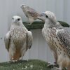 Gyrfalcon For Sale