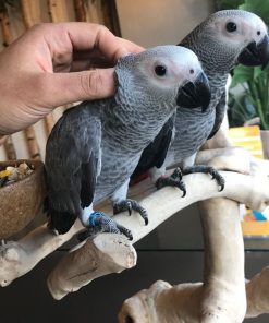 African Grey Parrots For Sale