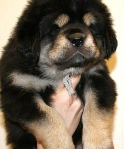 Tibetan Mastiff For Sale