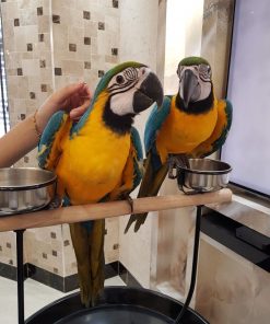 Blue and gold Macaw for sale