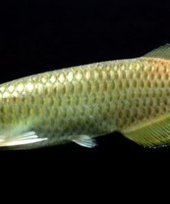 Australia Arowana