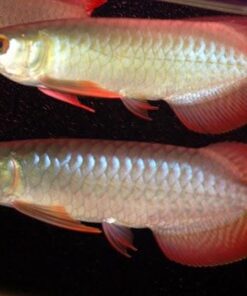 Buy Chili Red Arowana