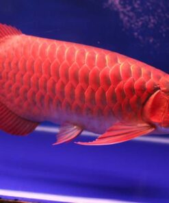 Buy Super Red Arowana