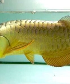 Buy Crossback Golden Arowana