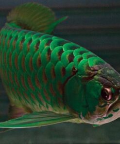 Green Arowana