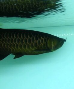 Buy Asian Black Arowana