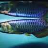 Buy Blue Base Arowana