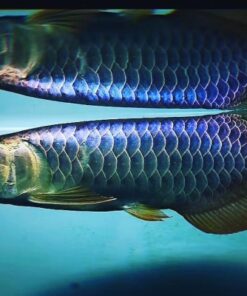 Buy Blue Base Arowana