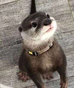 Male Asian Small Clawed Otters