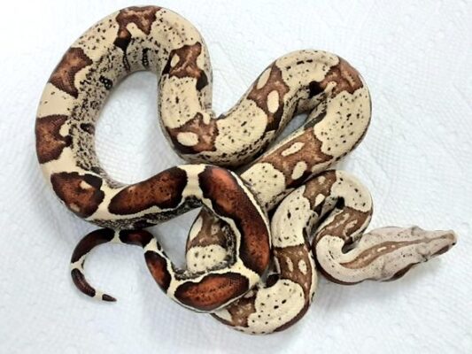 Baby Jungle Fire Het T+ Albino Boa