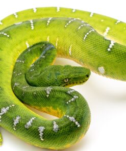 High White Emerald Tree Boa