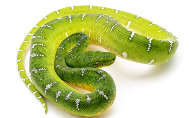 High White Emerald Tree Boa