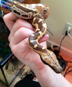 Baby Sumatran Short Tail Python