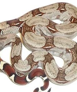 Buy Suriname Redtail Boa