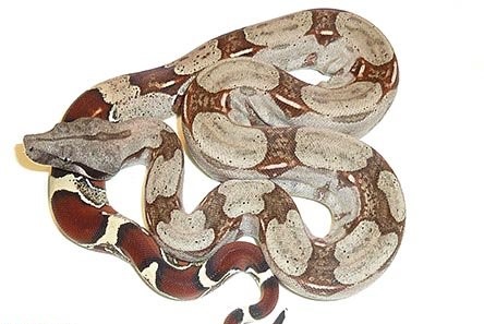 Buy Suriname Redtail Boa