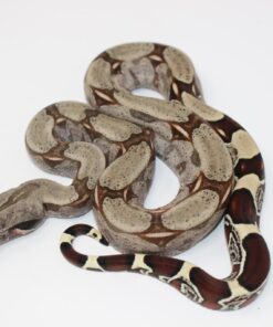 Baby Suriname Redtail Boa