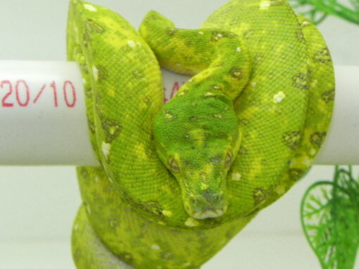 Adult Biak Green Tree Python