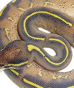 Pastel Highway Ball Python