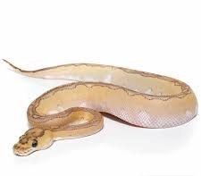 Baby Pastel Lesser Blade Clown