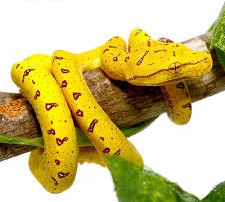 Baby Misol Green Tree Python