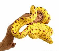 Baby Biak Green Tree Python