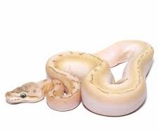 Baby Bamboo Spinner Ball Python