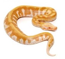 T Negative Albino Blood Python