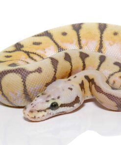 Baby Killer Bee Scaleless