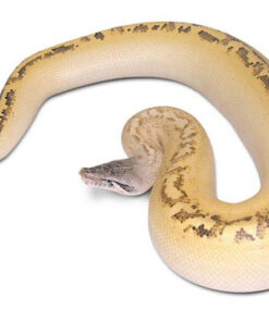 Yearling Ivory Blood Python